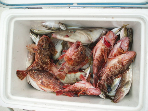 2009秋季釣り大会(つばき)_a0077071_14482423.jpg