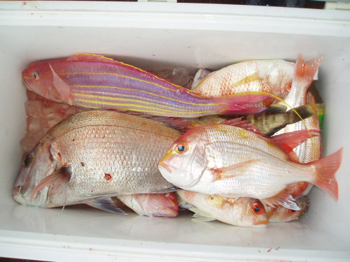 2009秋季釣り大会(つばき)_a0077071_14484345.jpg