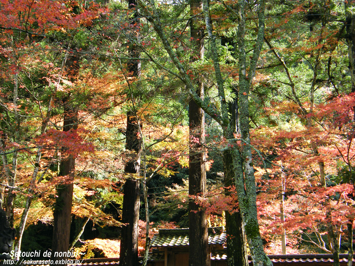 三原市　佛通寺の紅葉　＃２_c0120976_2227138.jpg