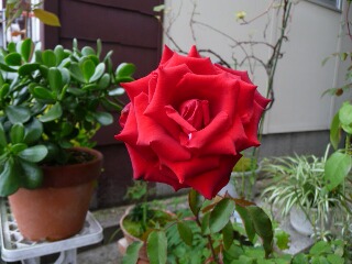 e0046477_1851610.jpg