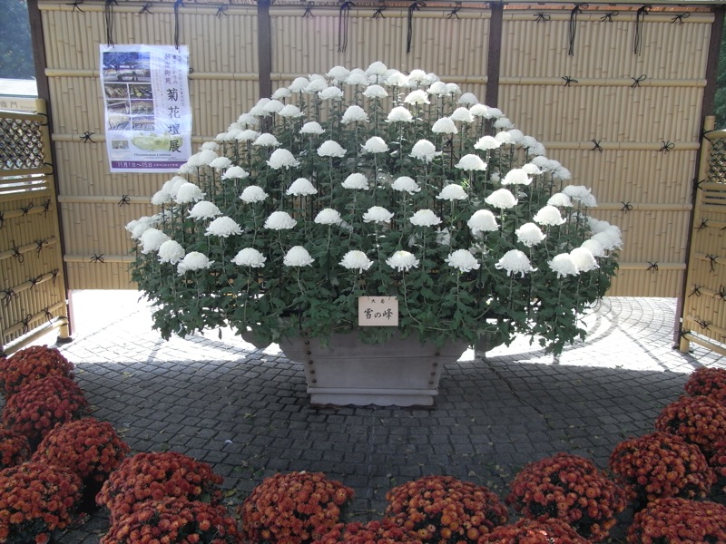 新宿御苑の菊花壇展 - 1_c0173978_10532460.jpg