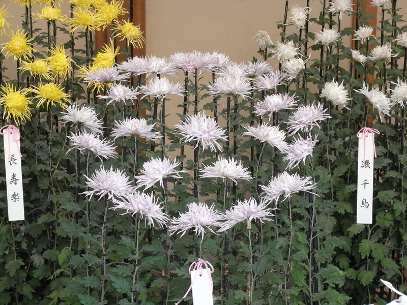 新宿御苑の菊花壇展 - 1_c0173978_11305428.jpg