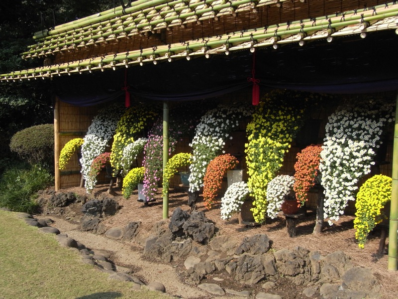 新宿御苑の菊花壇展 - 1_c0173978_1138563.jpg