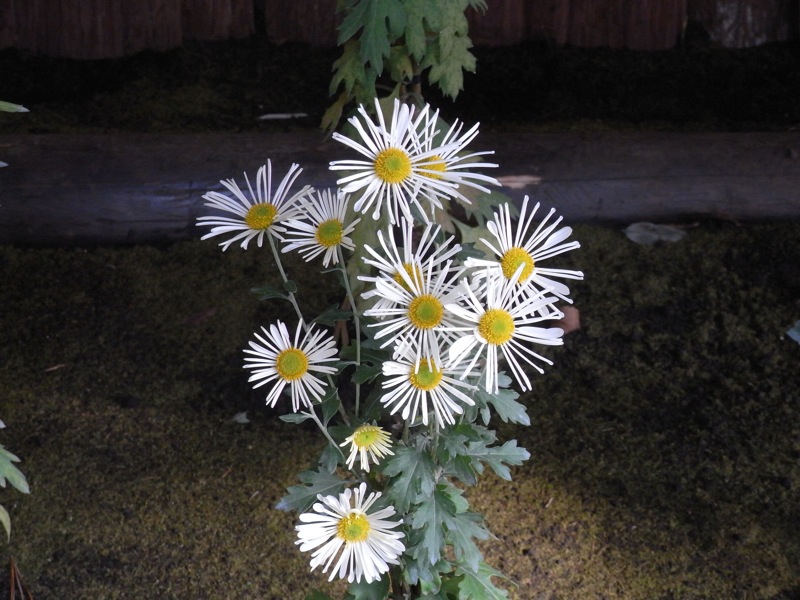 新宿御苑の菊花壇展 - 1_c0173978_11553594.jpg