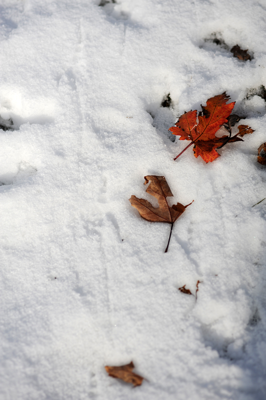 雪野原と Indian Summer_a0141385_0425219.jpg