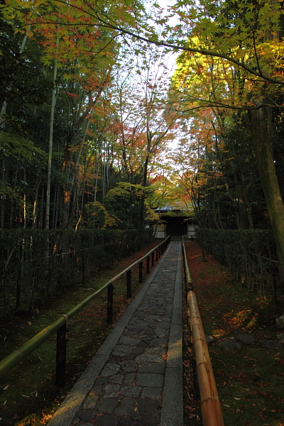 高桐院(大徳寺塔頭)_e0051888_14554576.jpg