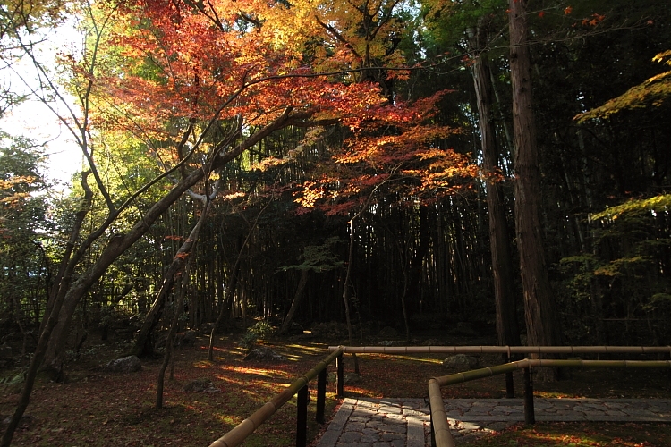 高桐院(大徳寺塔頭)_e0051888_1455756.jpg