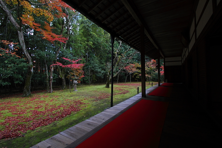 高桐院(大徳寺塔頭)_e0051888_14571863.jpg