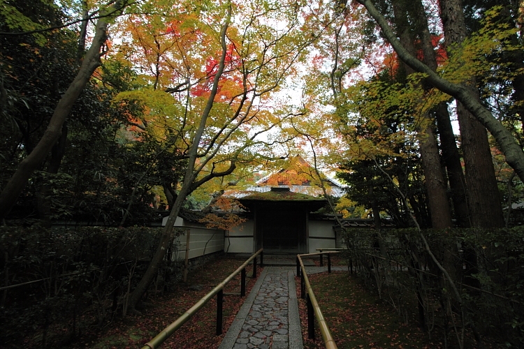 高桐院(大徳寺塔頭)_e0051888_1457295.jpg