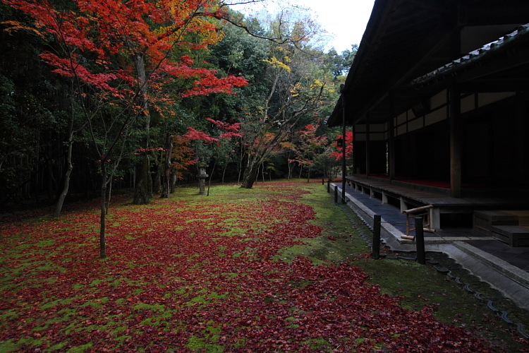 高桐院(大徳寺塔頭)_e0051888_14585369.jpg