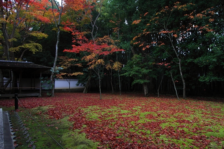 高桐院(大徳寺塔頭)_e0051888_14594770.jpg