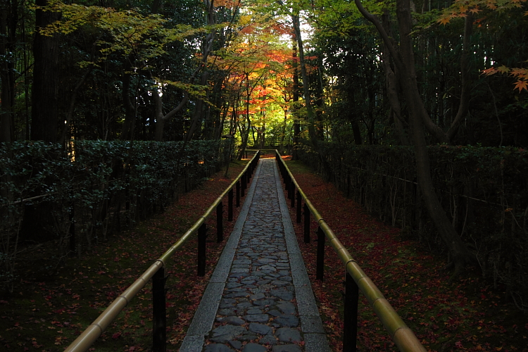 高桐院(大徳寺塔頭)_e0051888_1511333.jpg