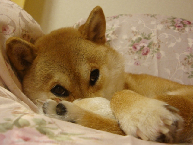 トリミングは便利だな_a0126590_633127.jpg