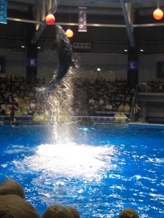 プリンス村の水族館_b0112890_1805356.jpg