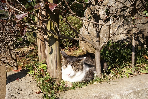 下総中山の法華経寺_f0159291_17442656.jpg