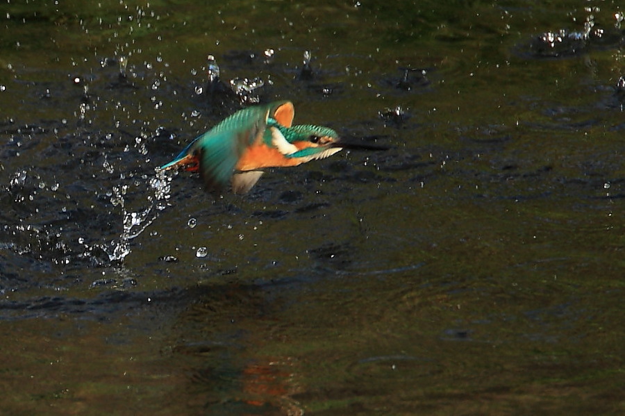 水がらみからの飛翔！_c0089998_1930637.jpg