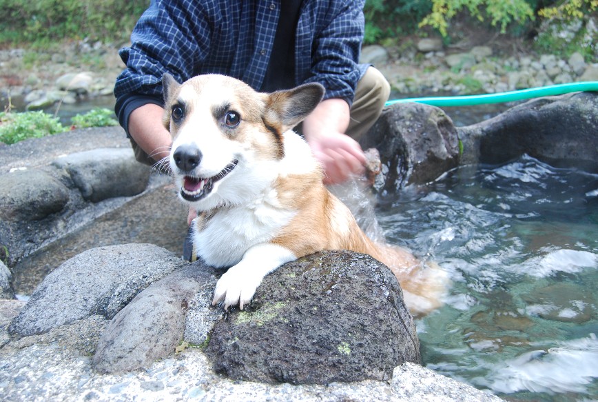 やって来ました 秘湯 「犬猫温泉」_f0101201_22295783.jpg