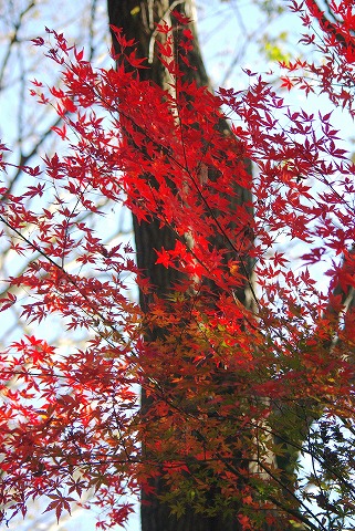 最近になって・・・_d0147812_1031646.jpg