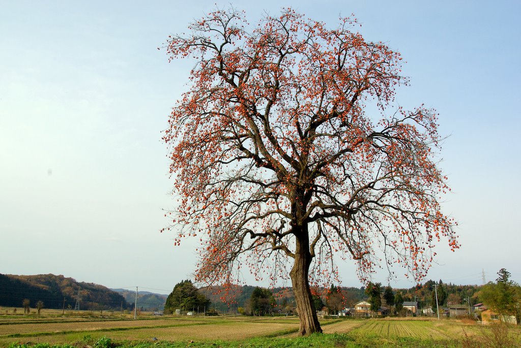 山里の大柿_a0085114_2221346.jpg