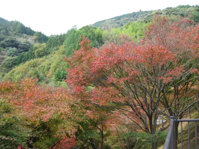 滝の谷の紅葉_b0093515_739186.jpg