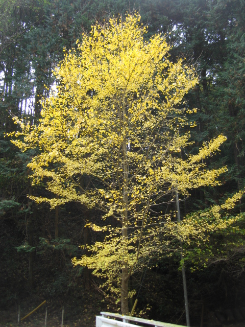 b0093515_745045.jpg
