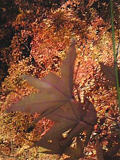 e0114015_14192912.jpg