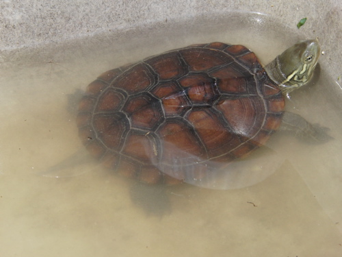 プリチャードイシガメ Happy Tortoise Life
