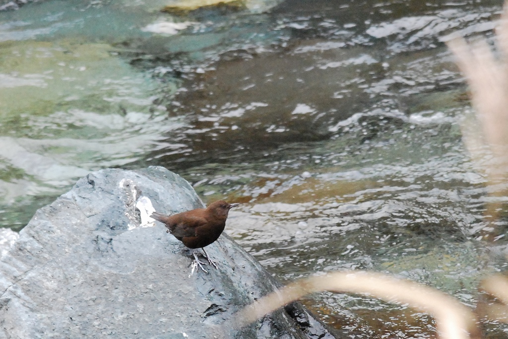 丹沢　＊カワガラス編_f0184228_16414430.jpg