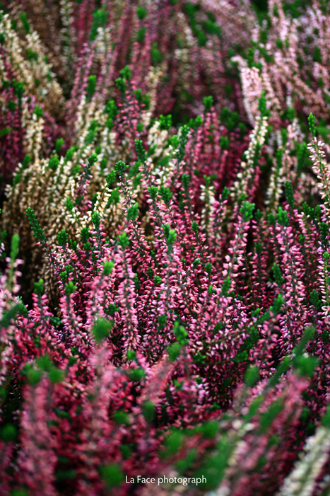 Calluna_c0150233_22113720.jpg