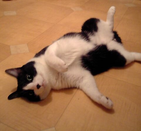 嵐を呼ぶ男猫 空編。_a0143140_1935530.jpg