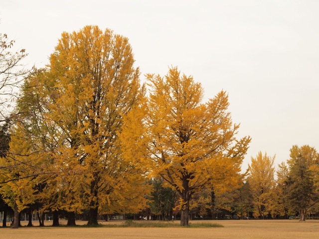 イチョウ色の公園_b0133243_2351697.jpg