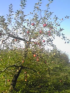 c0217246_15301276.jpg