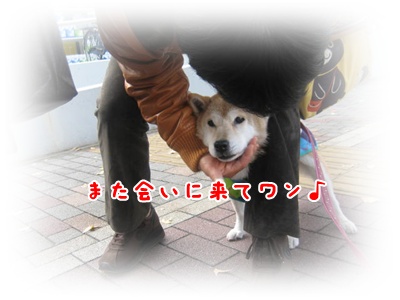 サイの近況と 遅ればせながらの紅葉_c0049950_23402.jpg