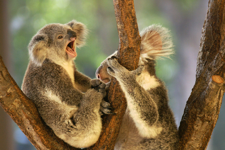 木の上のコアラの親子 : clear wings