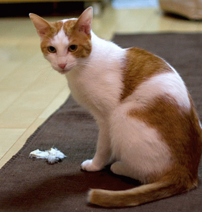 a0119470_1531178.gif