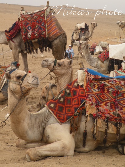 エジプト6日目 ギザでラクダ乗り体験 Natural Days In My Life