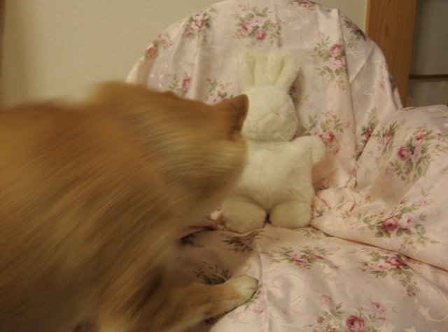 連れ去られたピョン子ちゃんは!?_a0126590_2365154.jpg