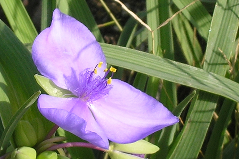 野辺の花_c0121993_1631756.jpg