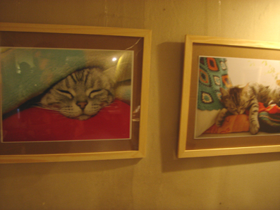 無事に猫展終わったぞー！_b0109796_11161293.jpg