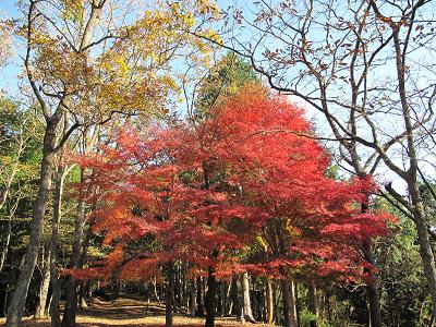 晩秋＠大倉尾根から塔の岳へ             2009.11.21(土)_c0213096_1655226.jpg