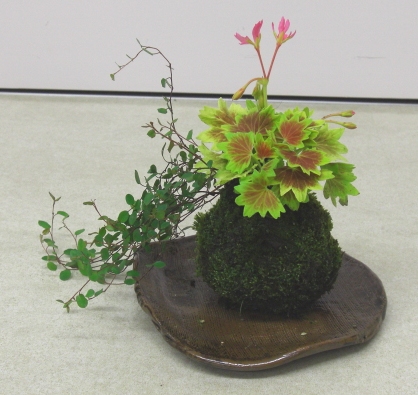 『苔玉教室』_d0027501_224105.jpg