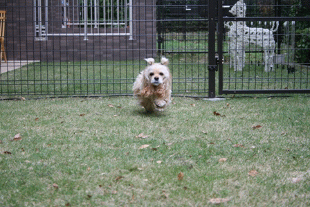 c0128303_1491081.gif