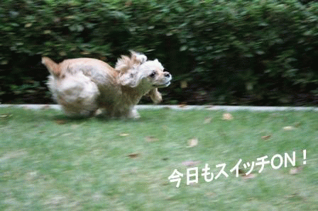 c0128303_1511753.gif