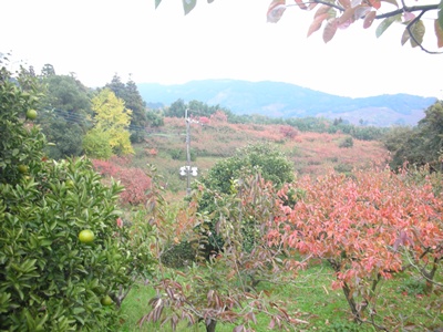 f0035506_856424.jpg