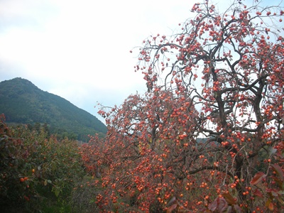 f0035506_934316.jpg