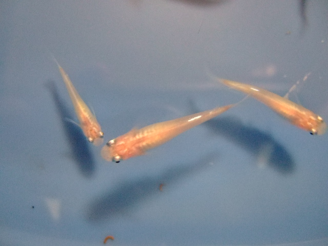 f0152308_2083740.jpg