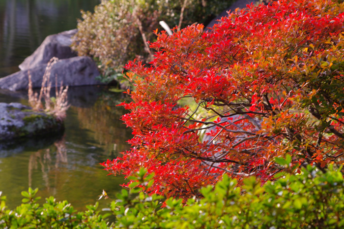 昭和記念公園の紅葉　８　日本庭園_b0151409_23194655.jpg