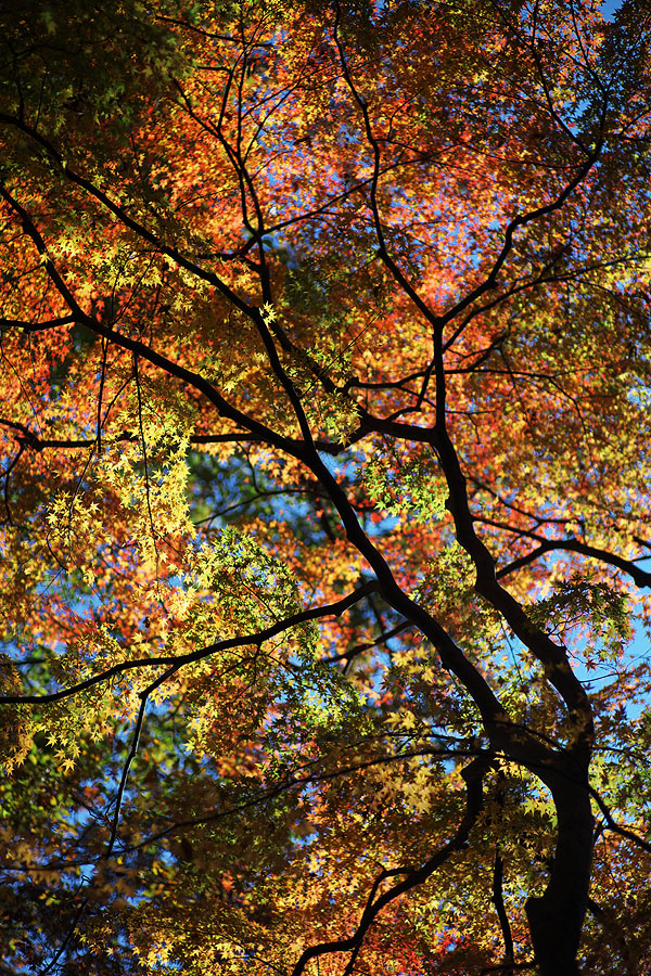 養老の滝　紅葉2009（岐阜県養老町）_c0115616_212807.jpg