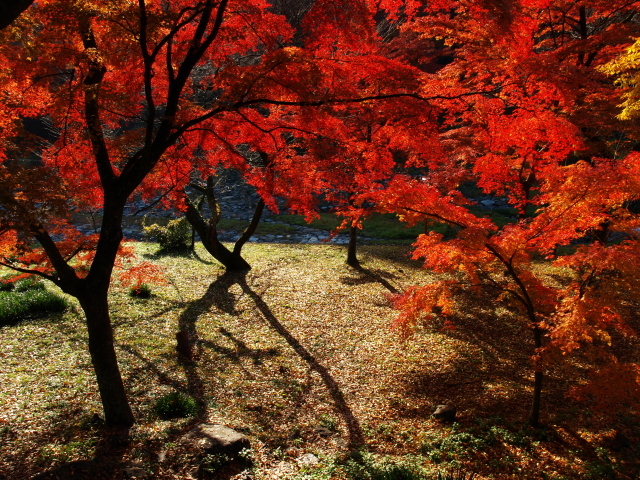 養老公園の紅葉　2007　＃１_a0134118_23474172.jpg