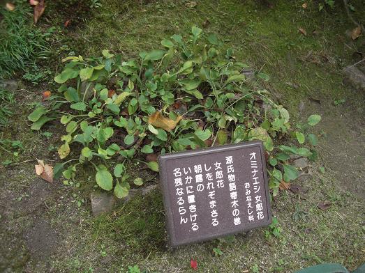 息子の京都リベンジ旅行（５）　＜平安神宮＞_c0005619_1135768.jpg